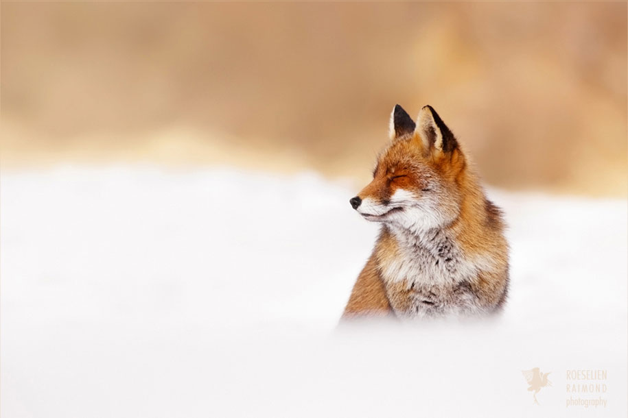 https://www.demilked.com/magazine/wp-content/uploads/2015/09/happy-relaxed-animals-zen-foxes-roeselien-raimond-netherlands-4.jpg