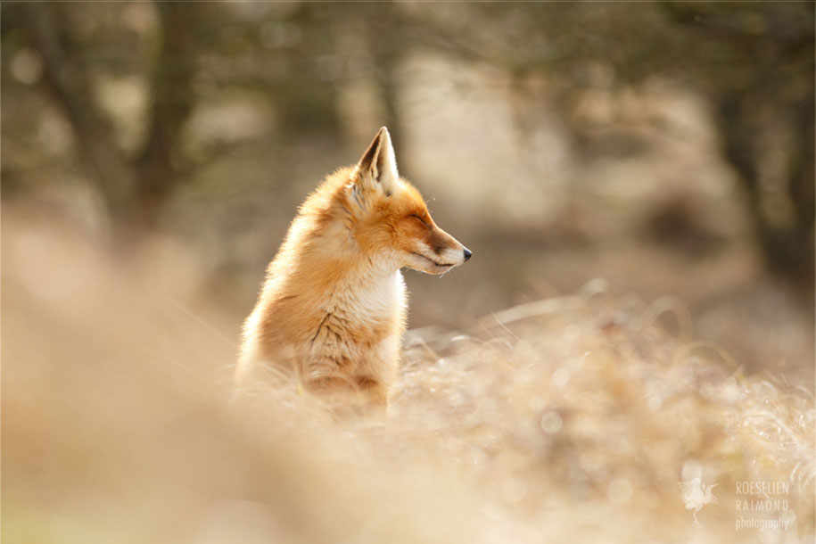 https://www.demilked.com/magazine/wp-content/uploads/2015/09/happy-relaxed-animals-zen-foxes-roeselien-raimond-netherlands-5.jpg