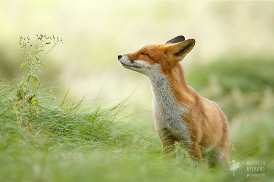 https://www.demilked.com/magazine/wp-content/uploads/2015/09/happy-relaxed-animals-zen-foxes-roeselien-raimond-netherlands-6.jpg