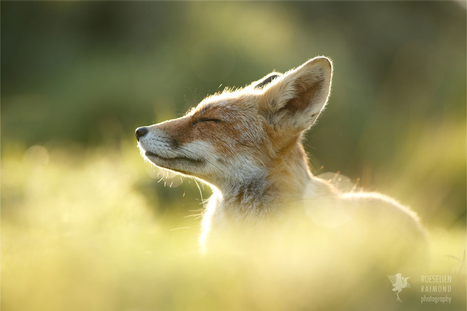 https://www.demilked.com/magazine/wp-content/uploads/2015/09/happy-relaxed-animals-zen-foxes-roeselien-raimond-netherlands-7.jpg