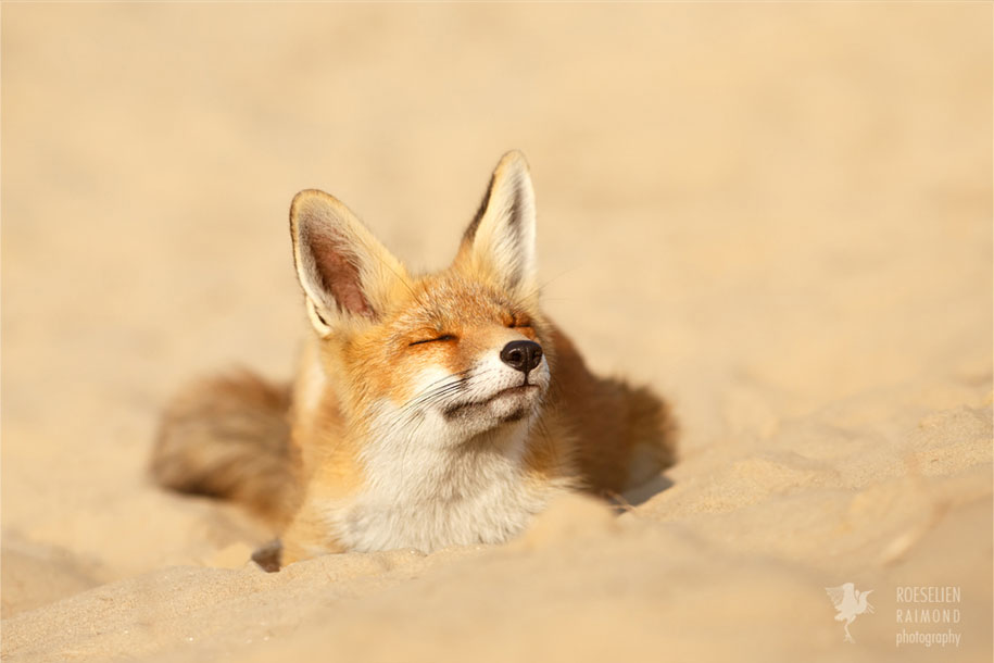 https://www.demilked.com/magazine/wp-content/uploads/2015/09/happy-relaxed-animals-zen-foxes-roeselien-raimond-netherlands-8.jpg