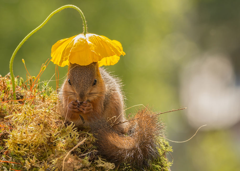 nature-animal-photography-backyard-squirrels-geert-weggen-2