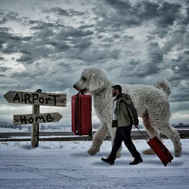 dog-giant-roams-streets-photoshop-juji-christopher-cline-19