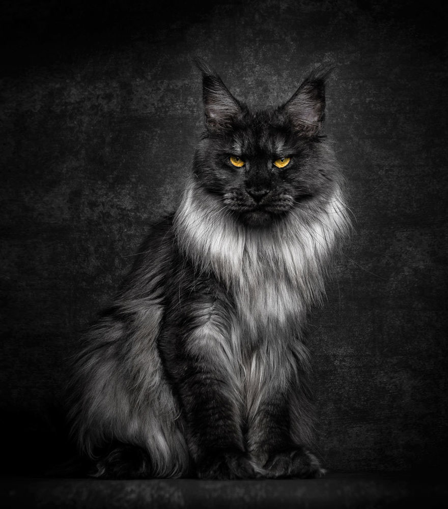 Maine Coon Cats Photographed As Majestic Mythical Beasts