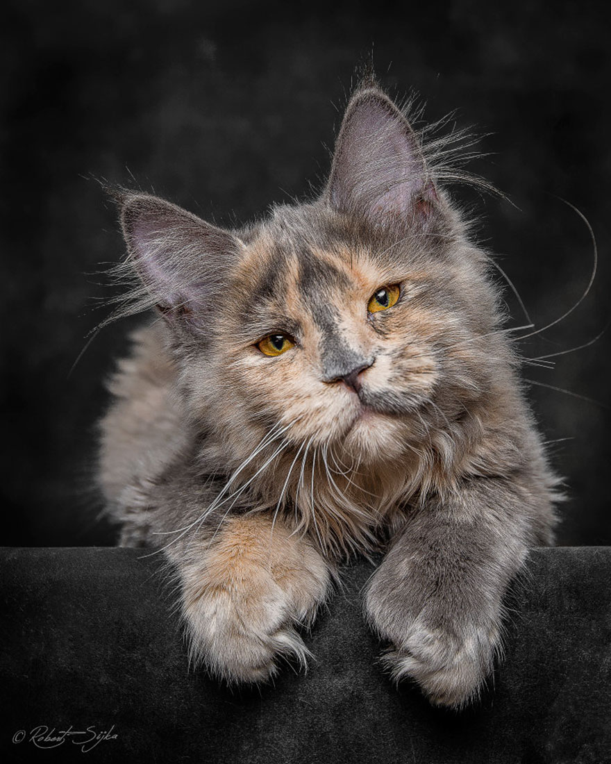 Maine Coon Cats Photographed As Majestic Mythical Beasts