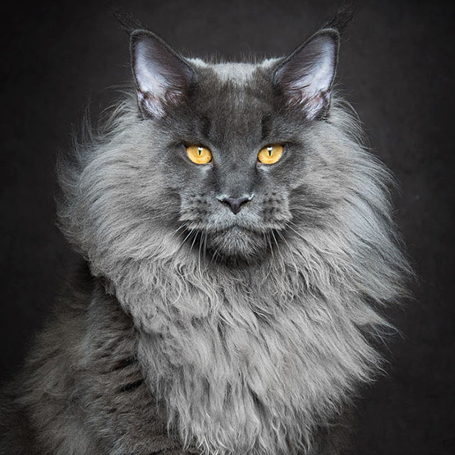 Maine Coon Cats Photographed As Majestic Mythical Beasts | DeMilked