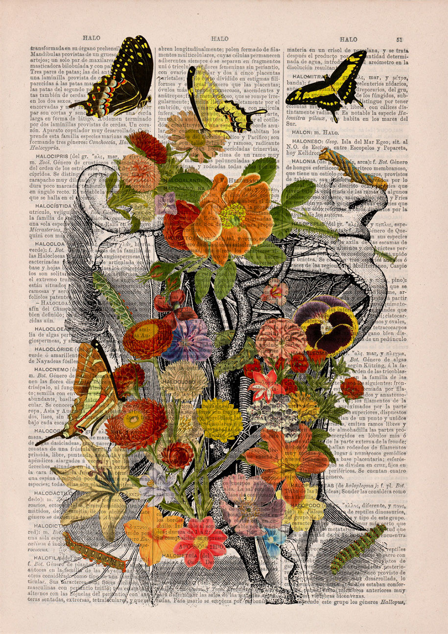 Floral Anatomy Illustrations On The Pages Of Old Books