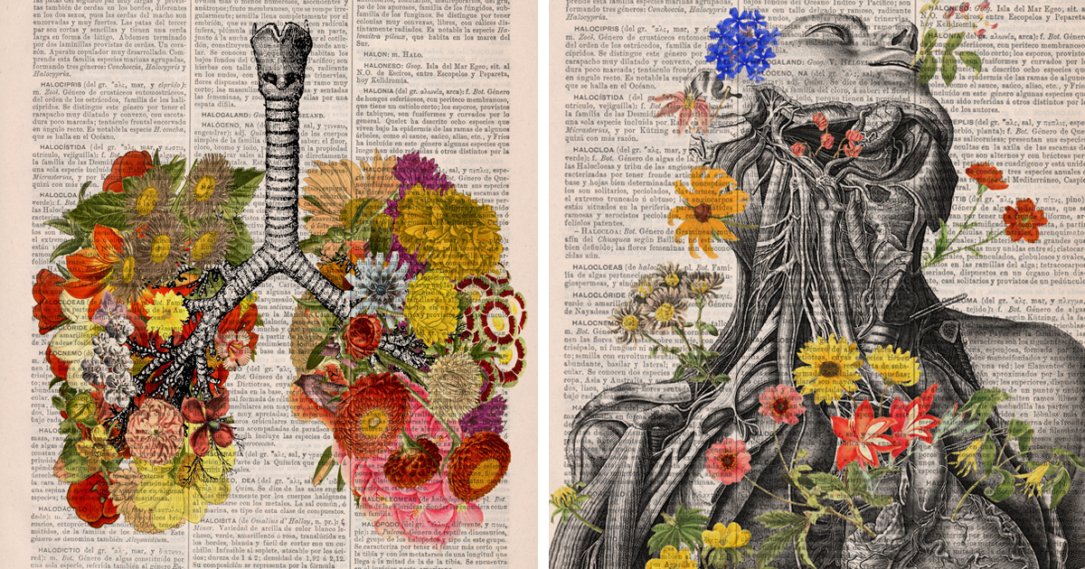 Floral Anatomy Illustrations On The Pages Of Old Books