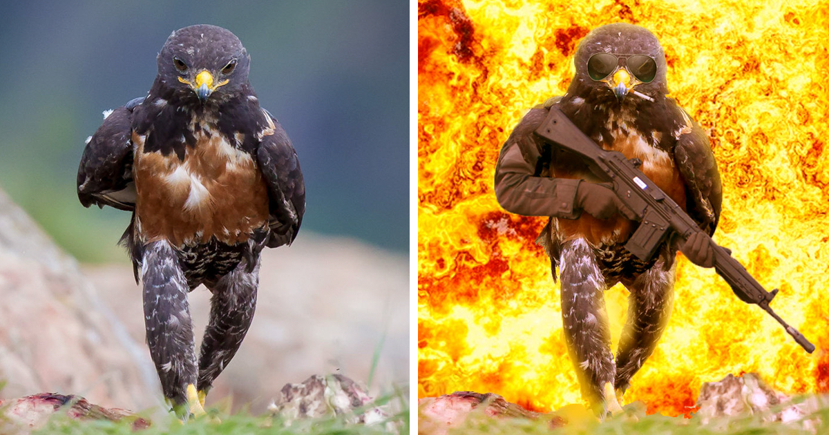 Badass Hawk Sparks An Action Movie Worthy Photoshop Battle