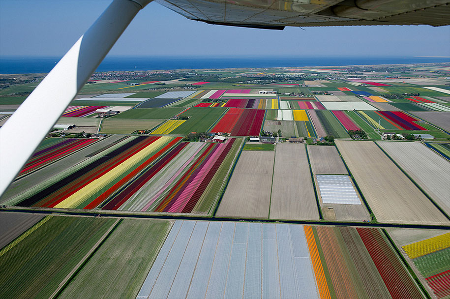 flower fields aerial photography netherlands normann szkop 14 - Show de cores nas fotos aéreas de tulipas holandesas