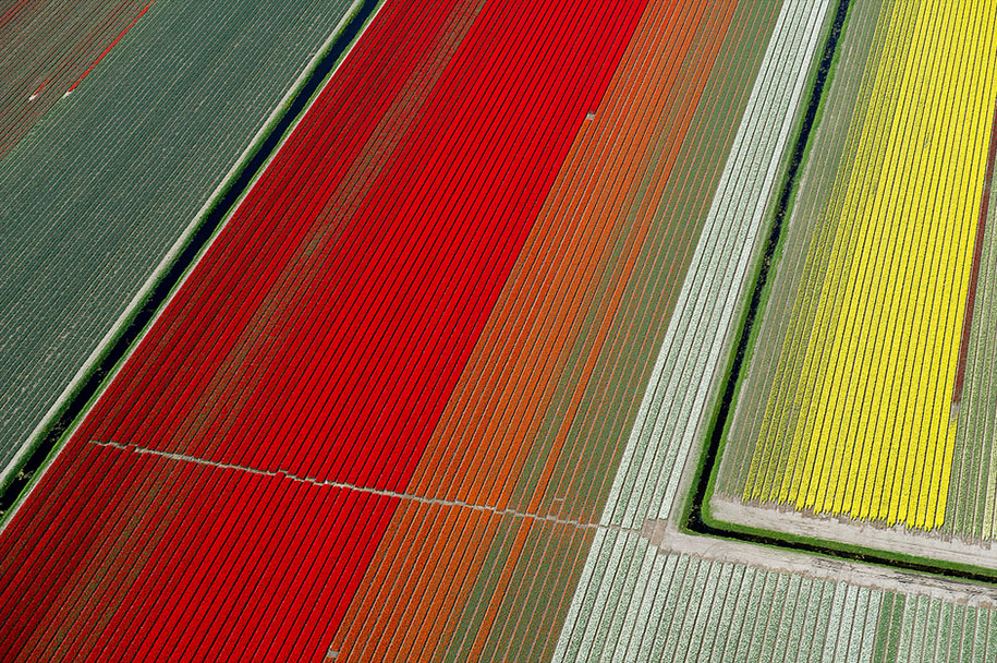 flower fields aerial photography netherlands normann szkop 17 - Show de cores nas fotos aéreas de tulipas holandesas