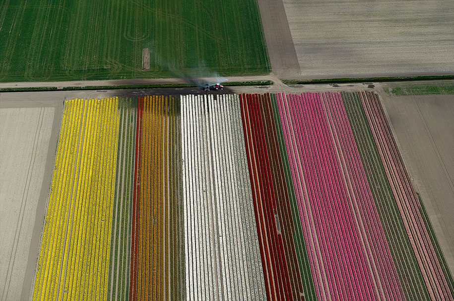 flower fields aerial photography netherlands normann szkop 30 - Show de cores nas fotos aéreas de tulipas holandesas