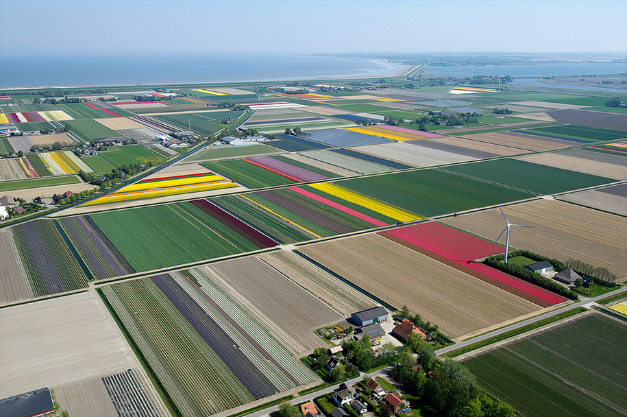 flower fields aerial photography netherlands normann szkop 400 - Show de cores nas fotos aéreas de tulipas holandesas