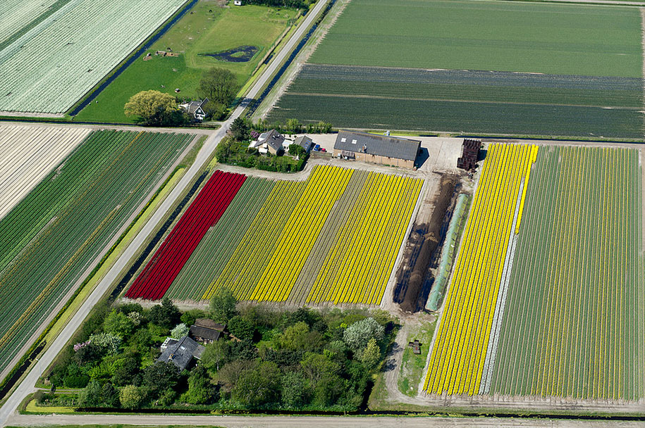 flower fields aerial photography netherlands normann szkop 59 - Show de cores nas fotos aéreas de tulipas holandesas
