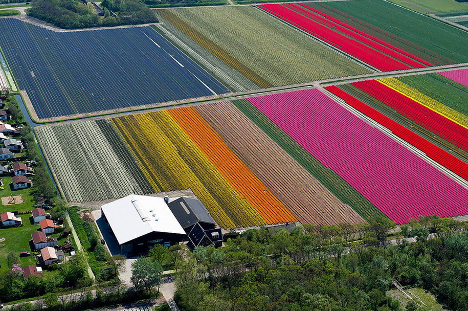flower fields aerial photography netherlands normann szkop 6 - Show de cores nas fotos aéreas de tulipas holandesas