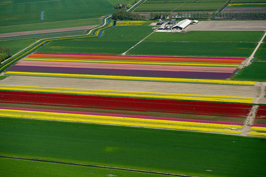 flower fields aerial photography netherlands normann szkop 74 - Show de cores nas fotos aéreas de tulipas holandesas