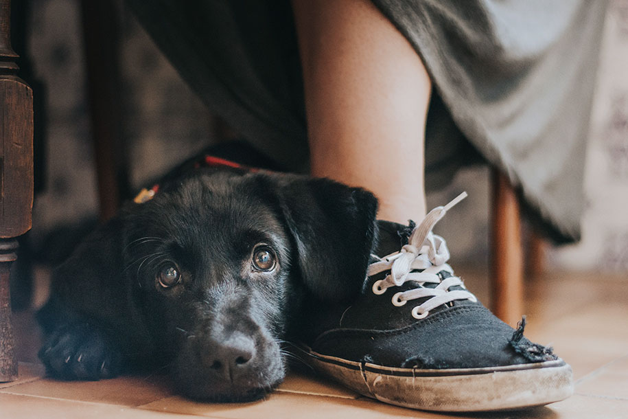 kennel club dog photographer competition 2017 1 - Ganhadores do concurso fotografias de cachorrinhos