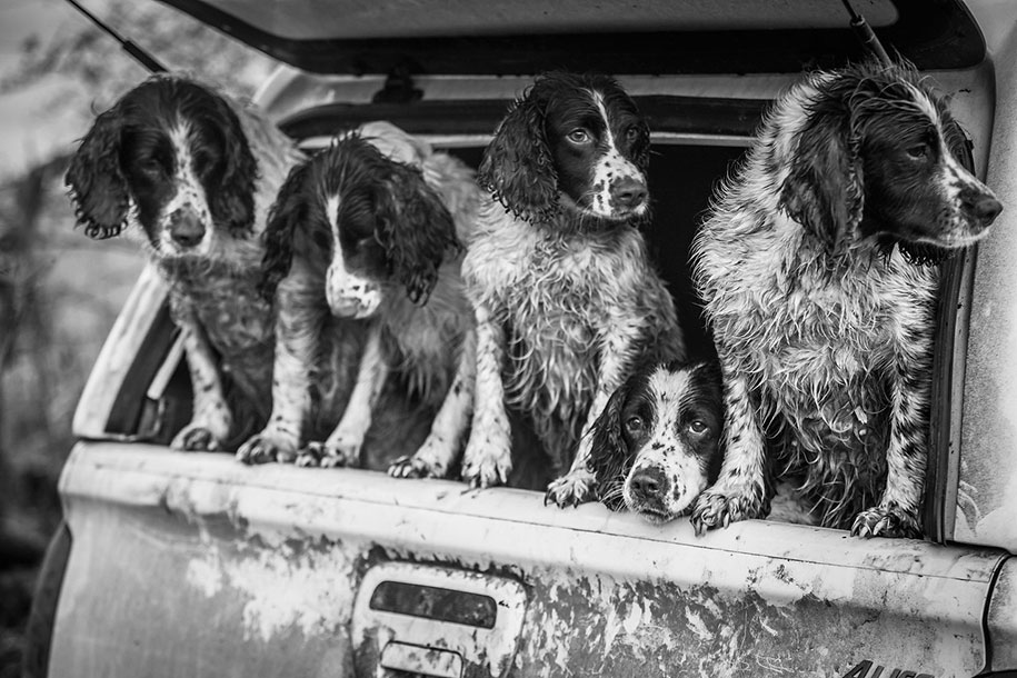 kennel club dog photographer competition 2017 10 - Ganhadores do concurso fotografias de cachorrinhos