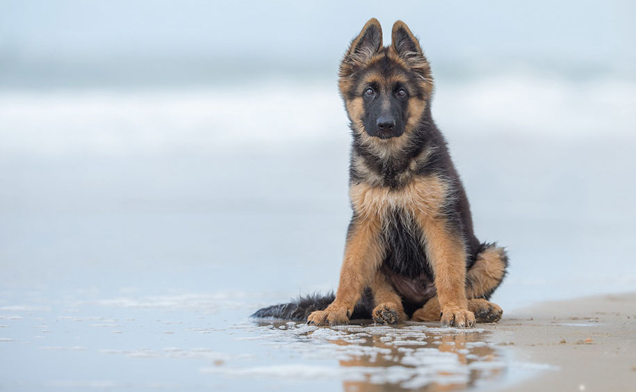 kennel club dog photographer competition 2017 12 - Ganhadores do concurso fotografias de cachorrinhos