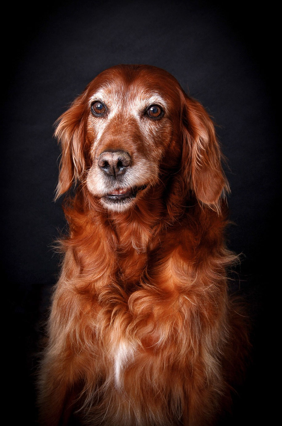 kennel club dog photographer competition 2017 15 - Ganhadores do concurso fotografias de cachorrinhos