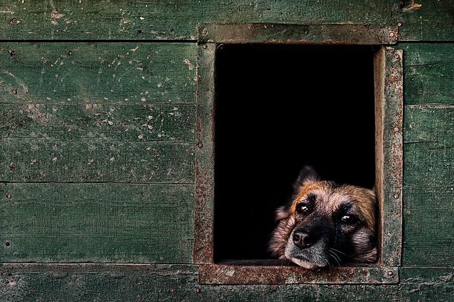 kennel club dog photographer competition 2017 24 - Ganhadores do concurso fotografias de cachorrinhos