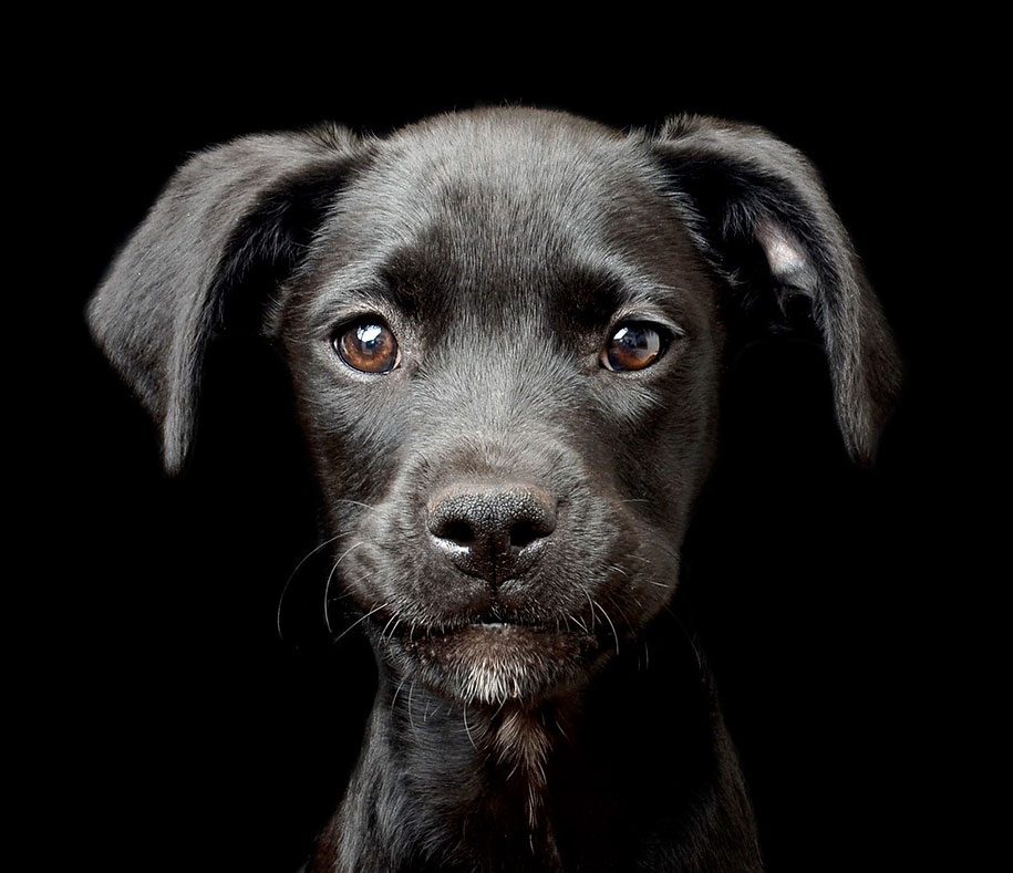 kennel club dog photographer competition 2017 5 - Ganhadores do concurso fotografias de cachorrinhos