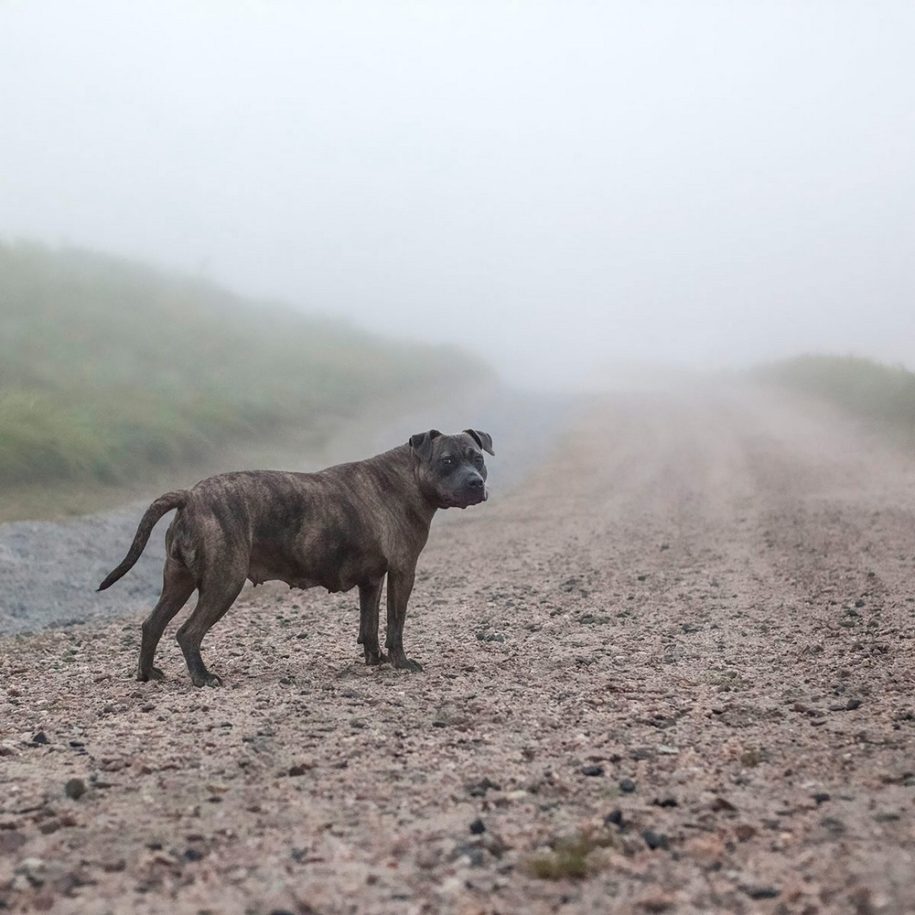 16 1 915x915 - Fotógrafa tira fotos de cães abandonados em abrigo