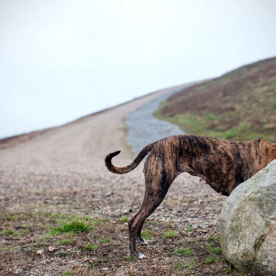 20 915x915 - Fotógrafa tira fotos de cães abandonados em abrigo