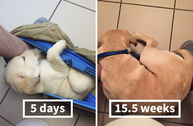 Everyone Is Laughing At This Hilarious Puppy Growth Chart