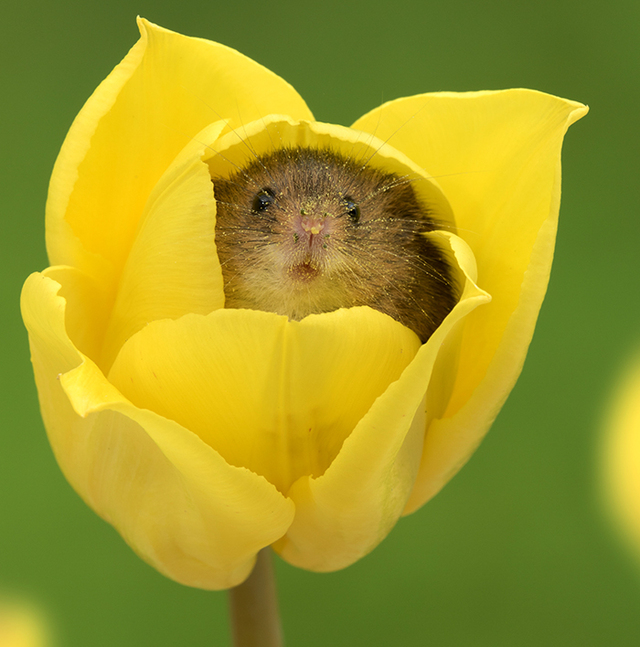 Photographer Tiptoes Through The Tulips To Capture Harvest Mice ...