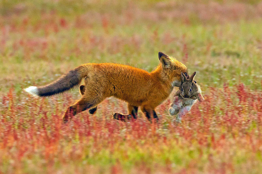 5b07de8f2bc7d wildlife photography eagle fox fighting over rabbit kevin ebi 3 5b0661e7e5168  880 - Incrível! Fotógrafo captura uma batalha rara entre raposa, águia e coelho