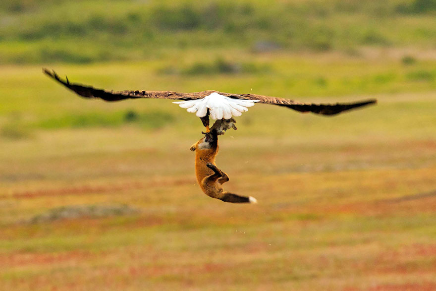 5b07de8fd8604 wildlife photography eagle fox fighting over rabbit kevin ebi 5 5b0661ebb3686  880 - Incrível! Fotógrafo captura uma batalha rara entre raposa, águia e coelho