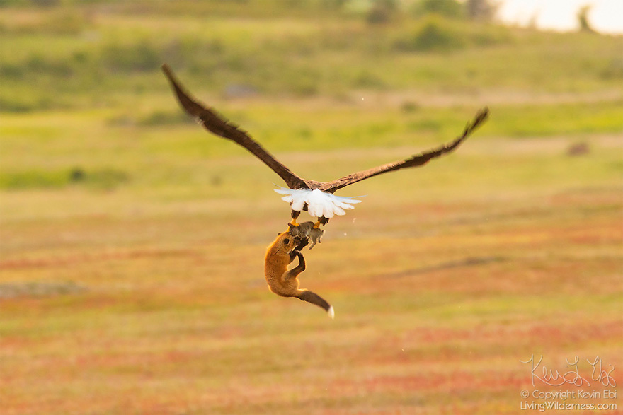 5b07de902f21f wildlife photography eagle fox fighting over rabbit kevin ebi 14 5b0662f18d04a  880 - Incrível! Fotógrafo captura uma batalha rara entre raposa, águia e coelho