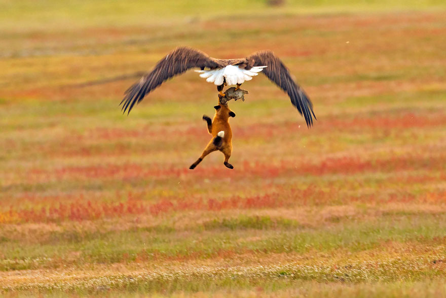 5b07de907de49 wildlife photography eagle fox fighting over rabbit kevin ebi 6 5b0661edc4434  880 - Incrível! Fotógrafo captura uma batalha rara entre raposa, águia e coelho