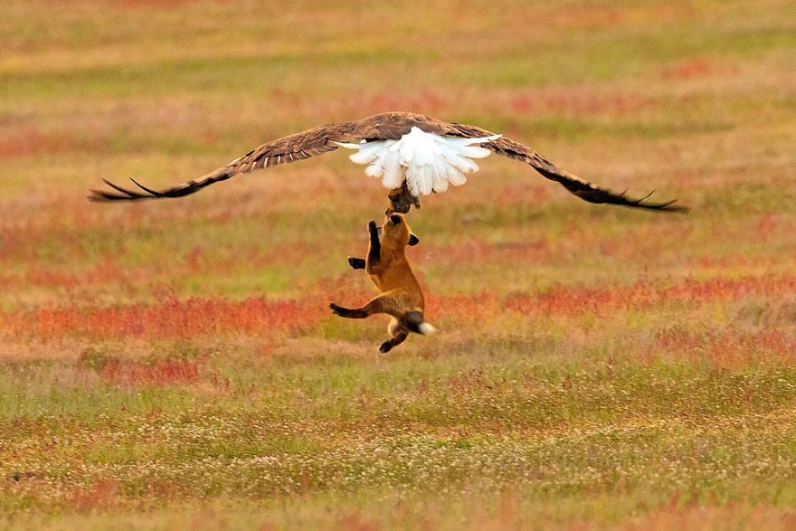 5b07de90cfd59 wildlife photography eagle fox fighting over rabbit kevin ebi 7 5b0661f0f123c  880 - Incrível! Fotógrafo captura uma batalha rara entre raposa, águia e coelho