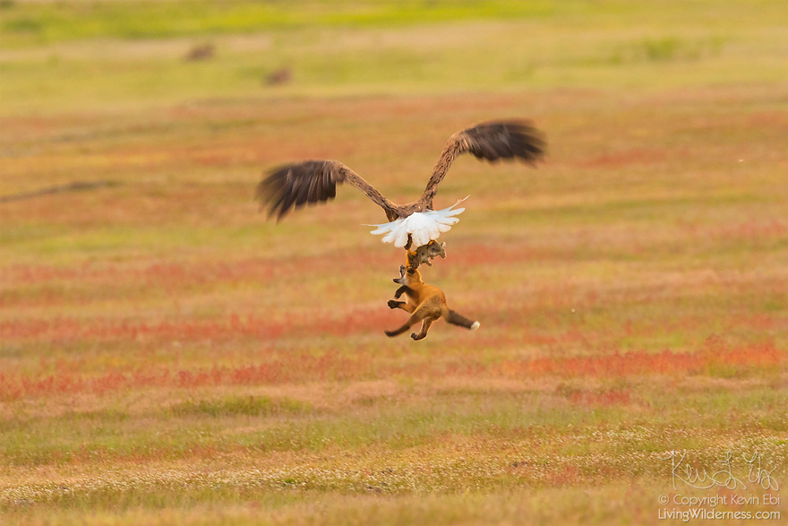 5b07de9131977 wildlife photography eagle fox fighting over rabbit kevin ebi 15 5b066362d8ec7  880 - Incrível! Fotógrafo captura uma batalha rara entre raposa, águia e coelho