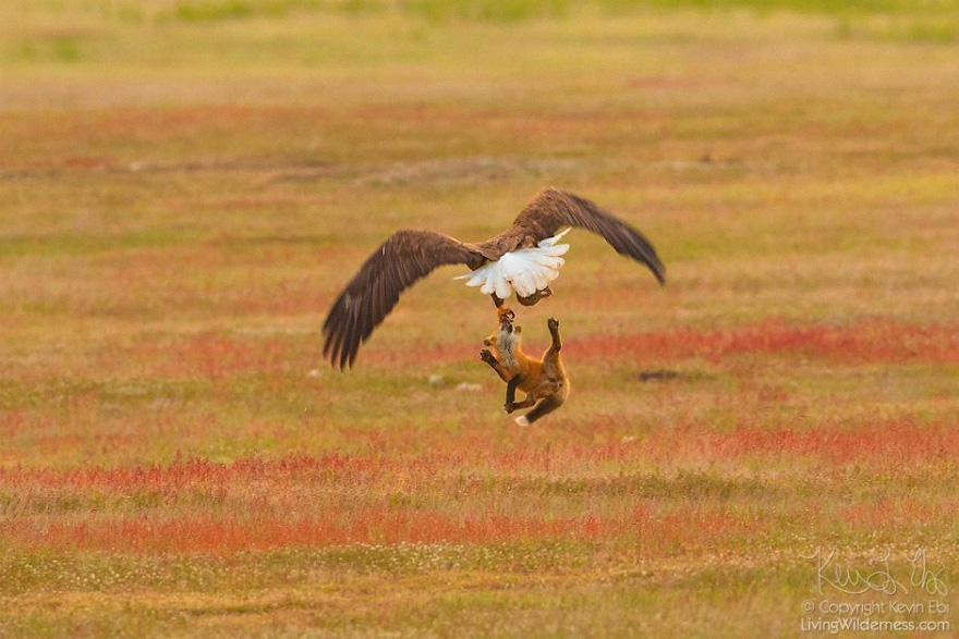 5b07de918459b wildlife photography eagle fox fighting over rabbit kevin ebi 12 5b0661fa2ab13  880 - Incrível! Fotógrafo captura uma batalha rara entre raposa, águia e coelho