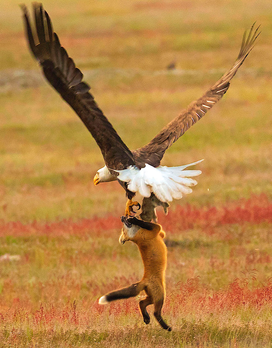 5b07de91df2e4 wildlife photography eagle fox fighting over rabbit kevin ebi 9 5b0661f5347b7  880 - Incrível! Fotógrafo captura uma batalha rara entre raposa, águia e coelho
