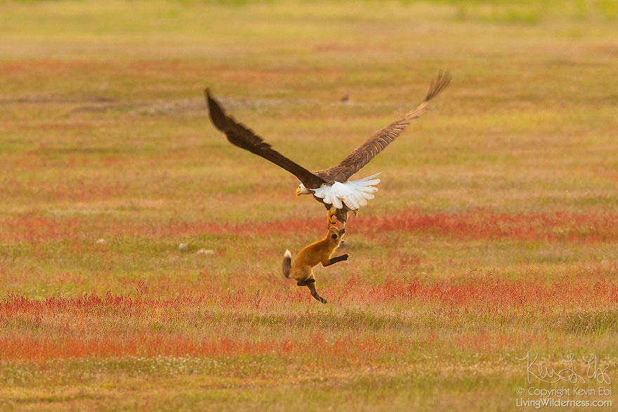 5b07de924d029 wildlife photography eagle fox fighting over rabbit kevin ebi 2 5b0661e5b1a11  880 - Incrível! Fotógrafo captura uma batalha rara entre raposa, águia e coelho