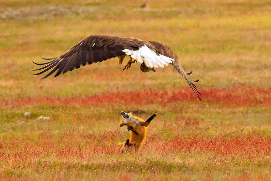 5b07de92a2892 wildlife photography eagle fox fighting over rabbit kevin ebi 10 5b0661f6e5d5c  880 - Incrível! Fotógrafo captura uma batalha rara entre raposa, águia e coelho