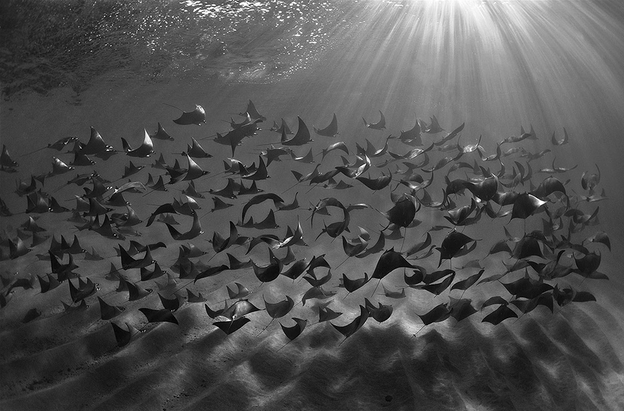 photography winners underwater photographer of the year contest 2018 1 - Vencedores do concurso de fotografia subaquática de 2018