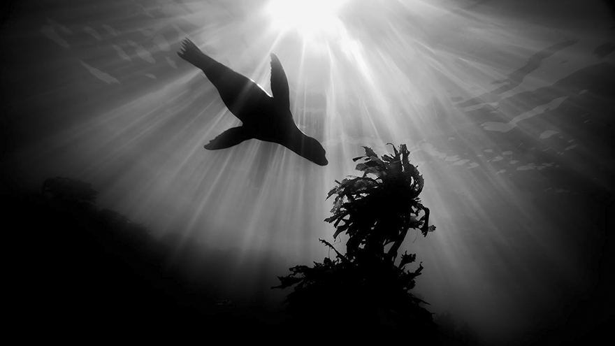 photography winners underwater photographer of the year contest 2018 10 - Vencedores do concurso de fotografia subaquática de 2018