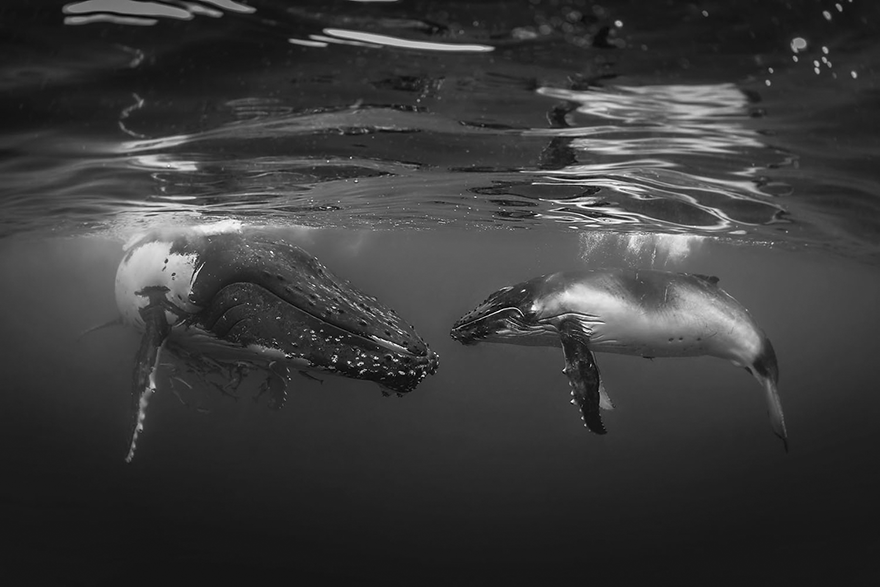 photography winners underwater photographer of the year contest 2018 12 - Vencedores do concurso de fotografia subaquática de 2018