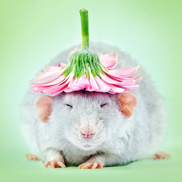 5b966919f40f1-proof-rats-are-the-most-adorable-creatures-ever-coverimage.jpg