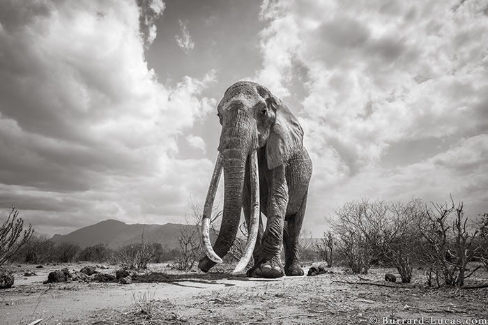 5c8a4f5c16a21 cow elephant queen super tusker will burrard lucas tsavo kenya 9 5c8901bc59a61  700 - Fotógrafo capturou imagens impressionantes da lendária 'rainha dos elefantes' antes de morrer