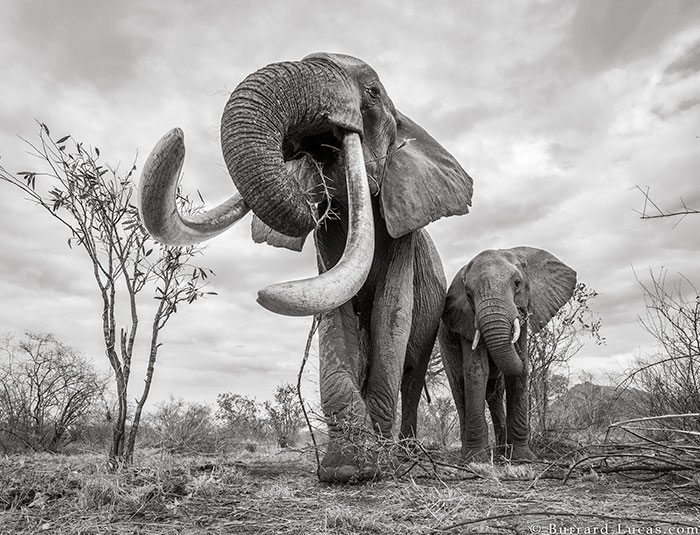 5c8a4f5c9af97 cow elephant queen super tusker will burrard lucas tsavo kenya 5 5c8901b477c25  700 - Fotógrafo capturou imagens impressionantes da lendária 'rainha dos elefantes' antes de morrer