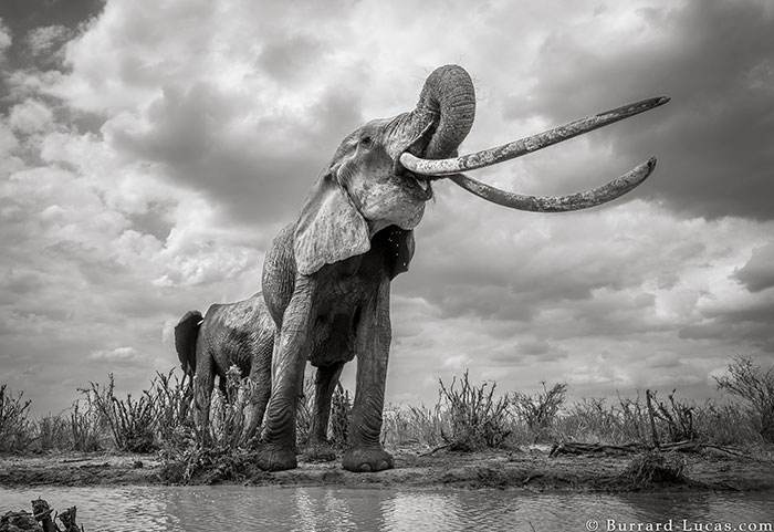 5c8a4f5d24ef1 cow elephant queen super tusker will burrard lucas tsavo kenya 8 5c8901ba5ea3f  700 - Fotógrafo capturou imagens impressionantes da lendária 'rainha dos elefantes' antes de morrer