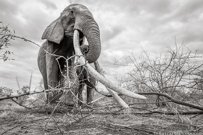 5c8a4f5d5edf5 cow elephant queen super tusker will burrard lucas tsavo kenya 1 5c8901ac3606f  700 - Fotógrafo capturou imagens impressionantes da lendária 'rainha dos elefantes' antes de morrer