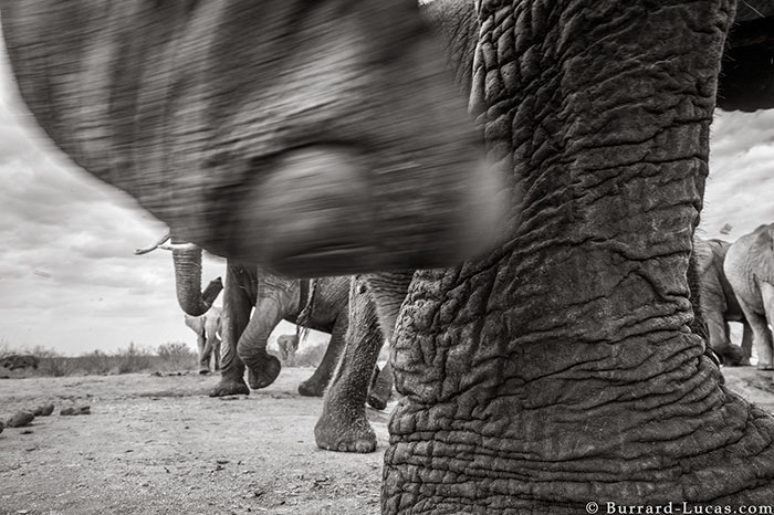 5c8a4f5e1fcdf cow elephant queen super tusker will burrard lucas tsavo kenya 4 5c8901b2595ef  700 - Fotógrafo capturou imagens impressionantes da lendária 'rainha dos elefantes' antes de morrer
