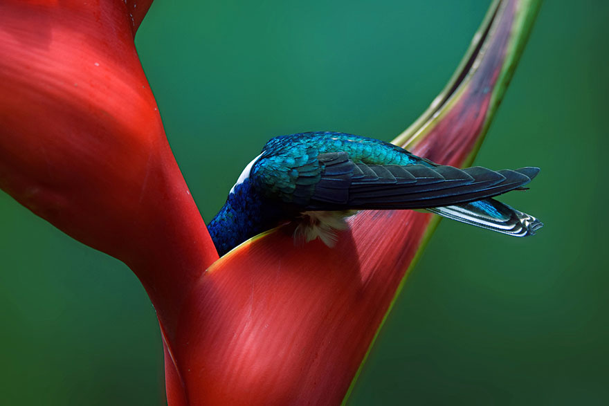 audubon photography awards 2019 winners 10 - Os vencedores dos prêmios Audubon Bird Photography 2019 foram anunciados
